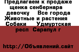 Предлагаем к продаже щенка сенбернара - девочку. - Все города Животные и растения » Собаки   . Удмуртская респ.,Сарапул г.